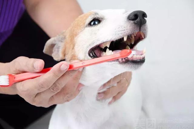 宠物刷牙