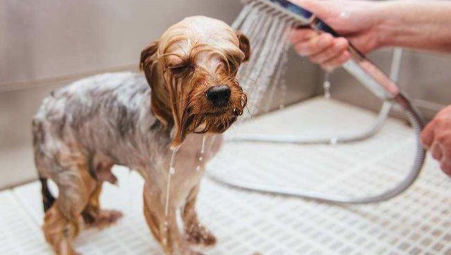 小型犬1-4公斤洗澡+面部微修