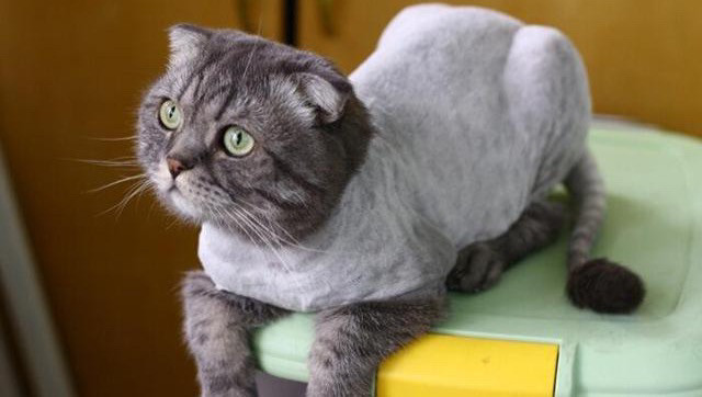 短毛猫美容造型