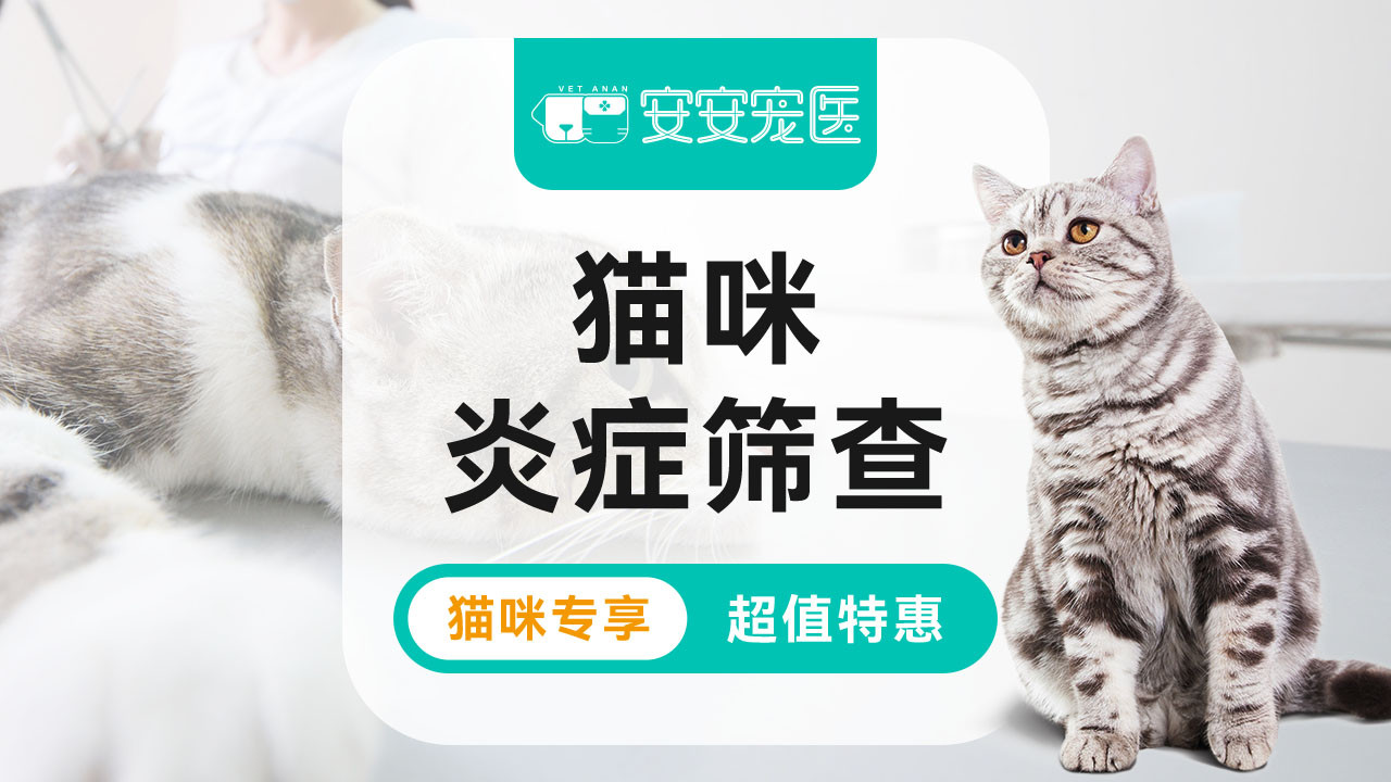 猫咪炎症检查