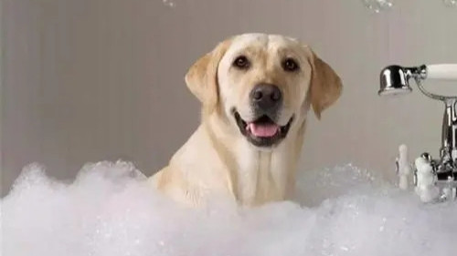 【狗狗洗澡-短毛】大型宠物犬洗澡