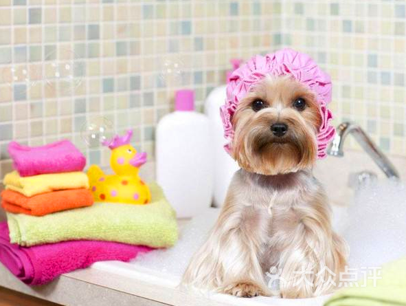 小型犬洗澡