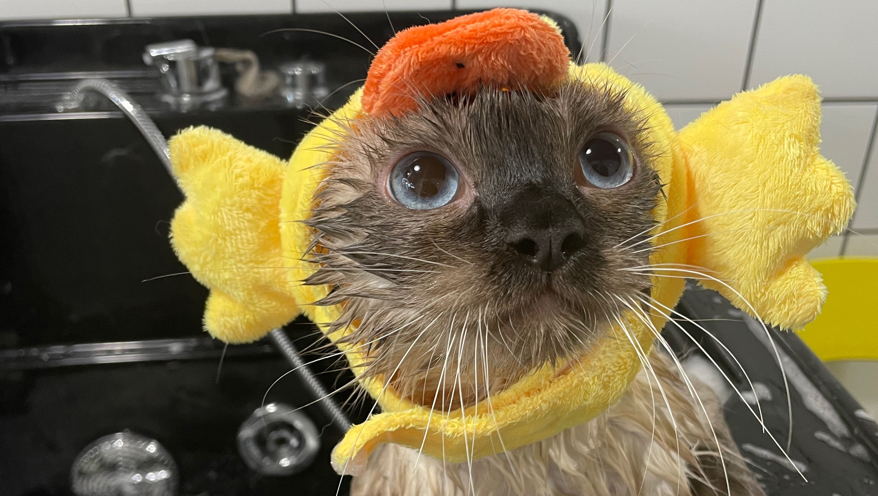 猫咪洗护套餐