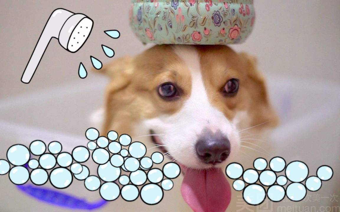 中型犬精致洗护＋口腔清洁