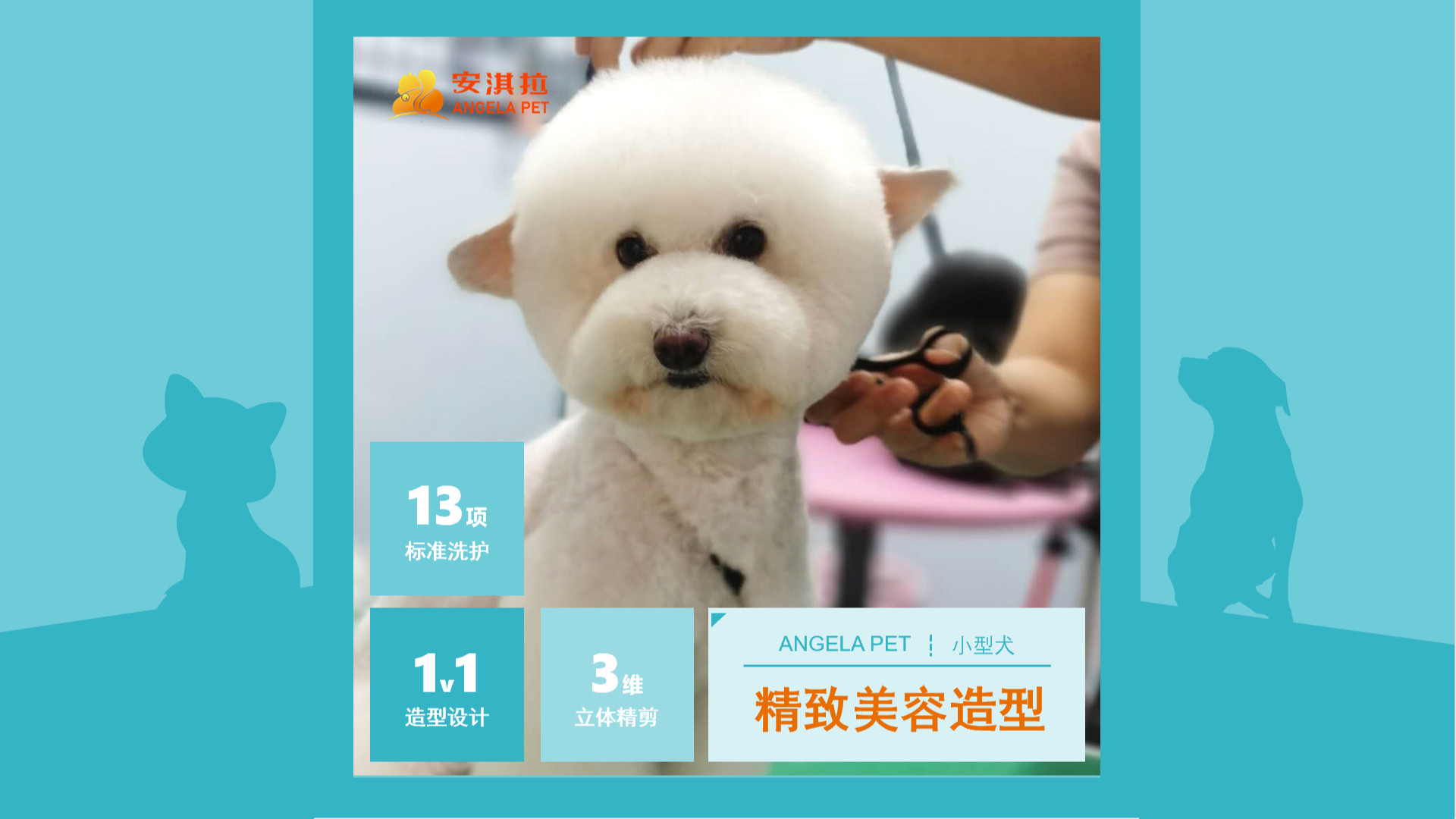 小型犬精致美容造型(CKU-C级持证美容师)