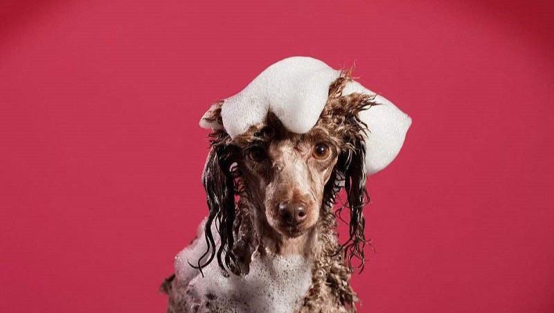 小型犬洗澡+头部简修（5kg以下）