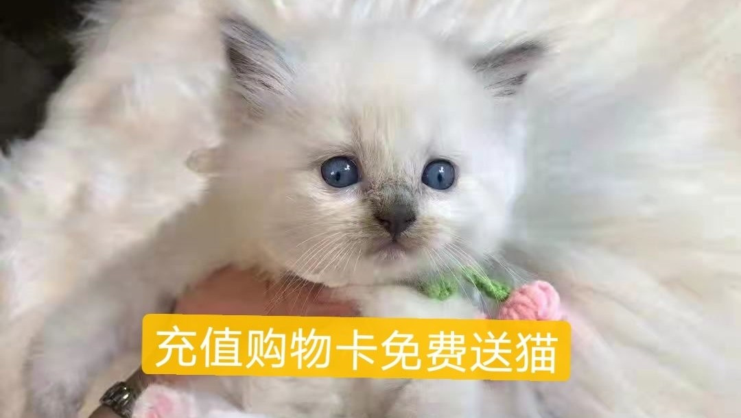 猫咪售卖(联系威信 勿直接上门 勿拍 )