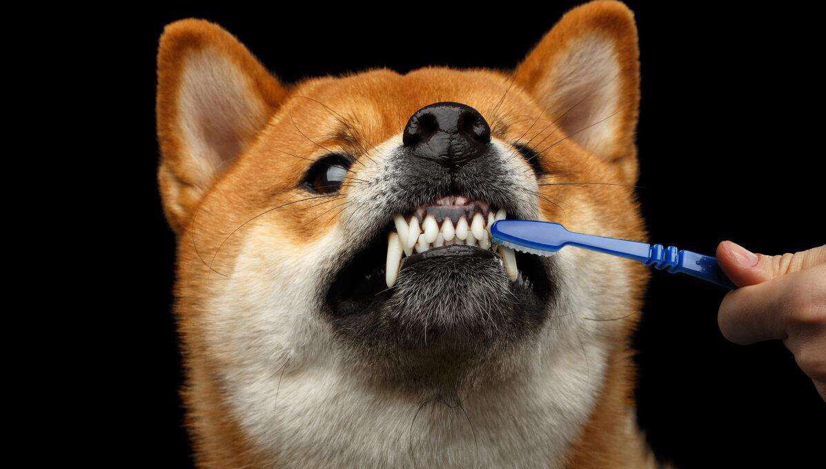 【狗狗洁牙SPA】祛牙结石、缓解狗狗口臭、口腔清理
