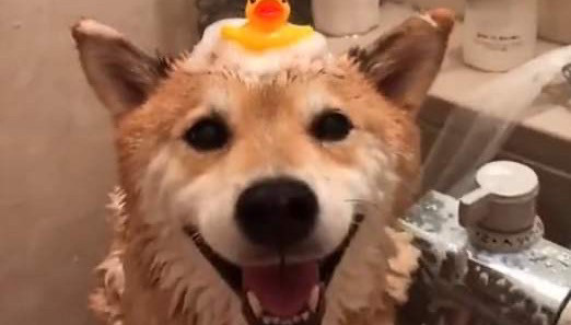 狗狗洗澡 中型犬洗澡免费接送