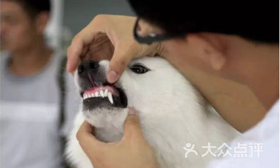 【犬猫洁牙】犬猫超声波洗牙套餐