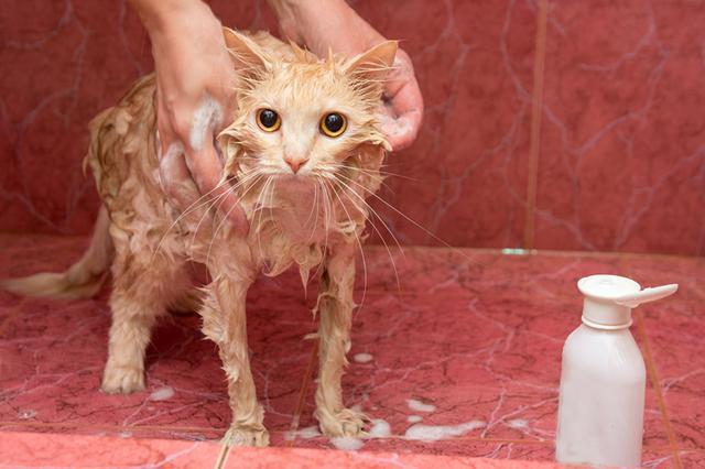 [猫咪洗澡]短毛猫洗护套餐