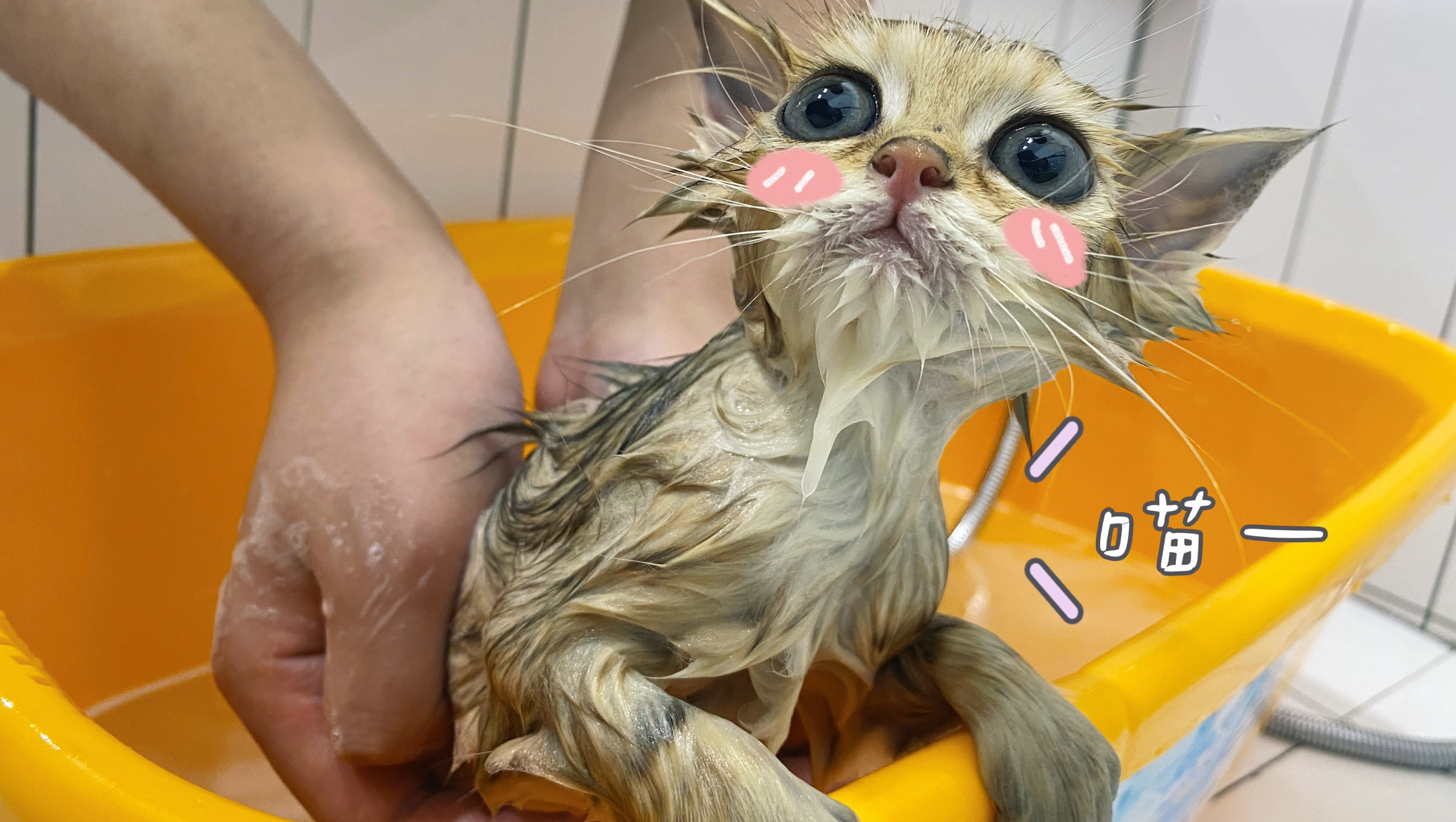 短毛猫精致洗护套餐