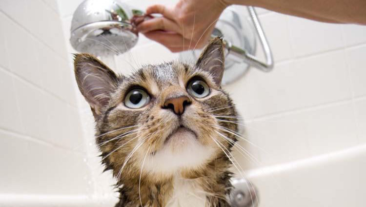 猫咪洗澡+毛发护理（不限体重）