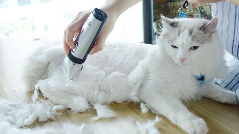猫猫剃毛美容· 防掉毛（含洗护）