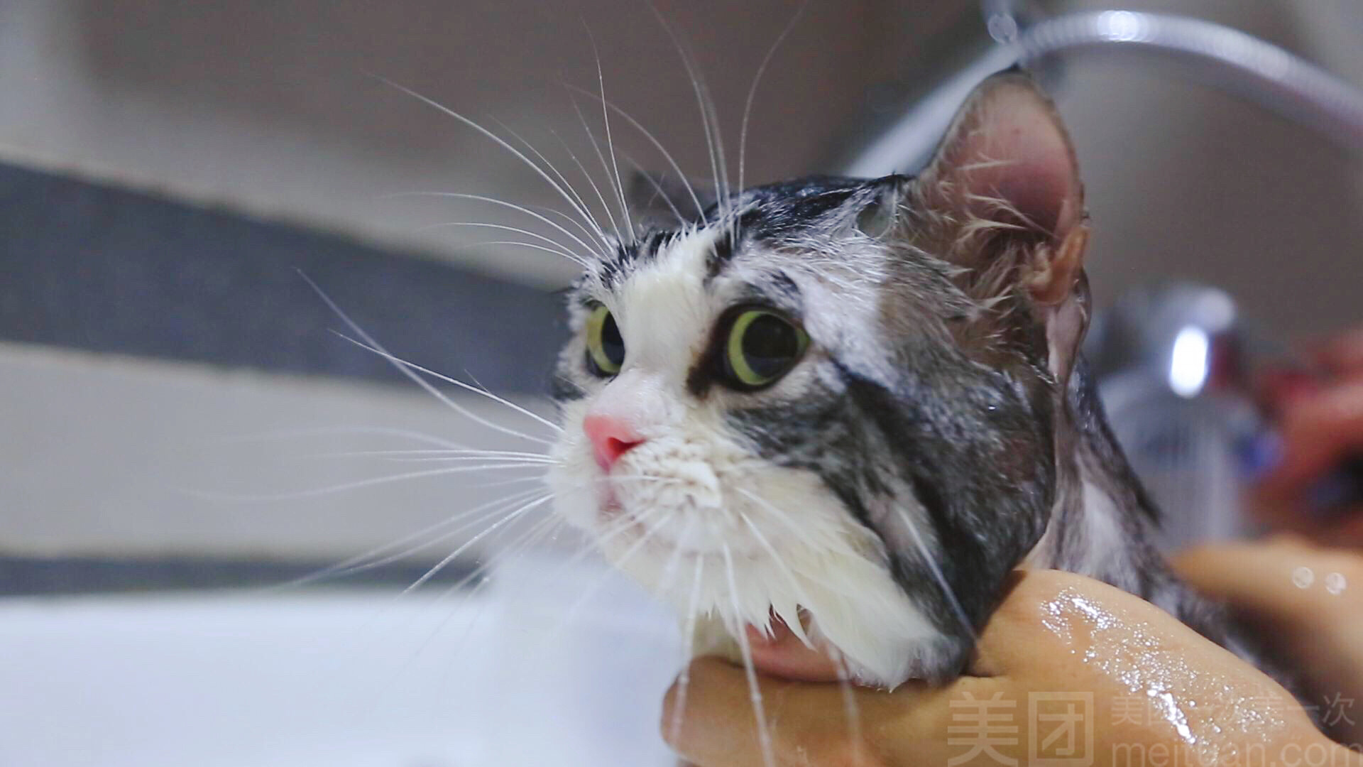猫咪洗澡免费接送