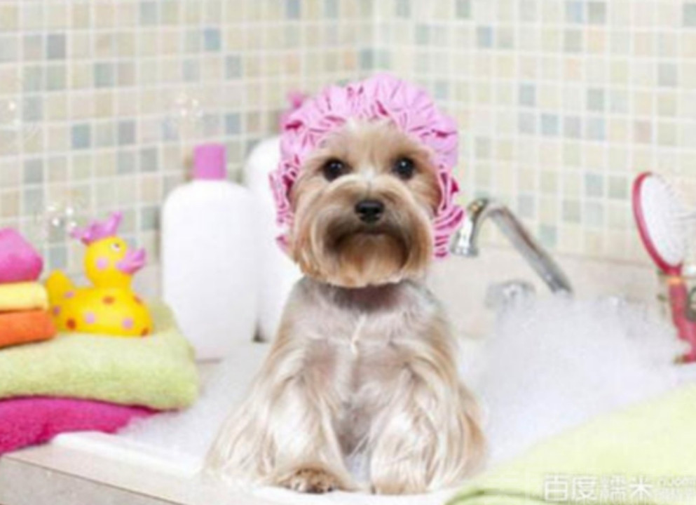 小型犬精致洗护＋口腔清洁
