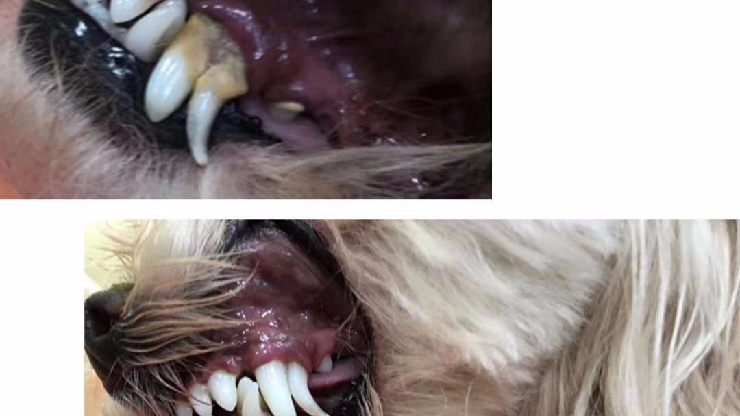 大型犬小型犬通用洁牙spa祛除牙结石