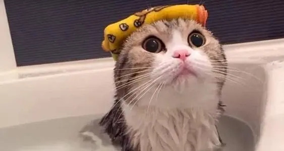 【猫咪洗澡-长毛】小猫咪洗澡