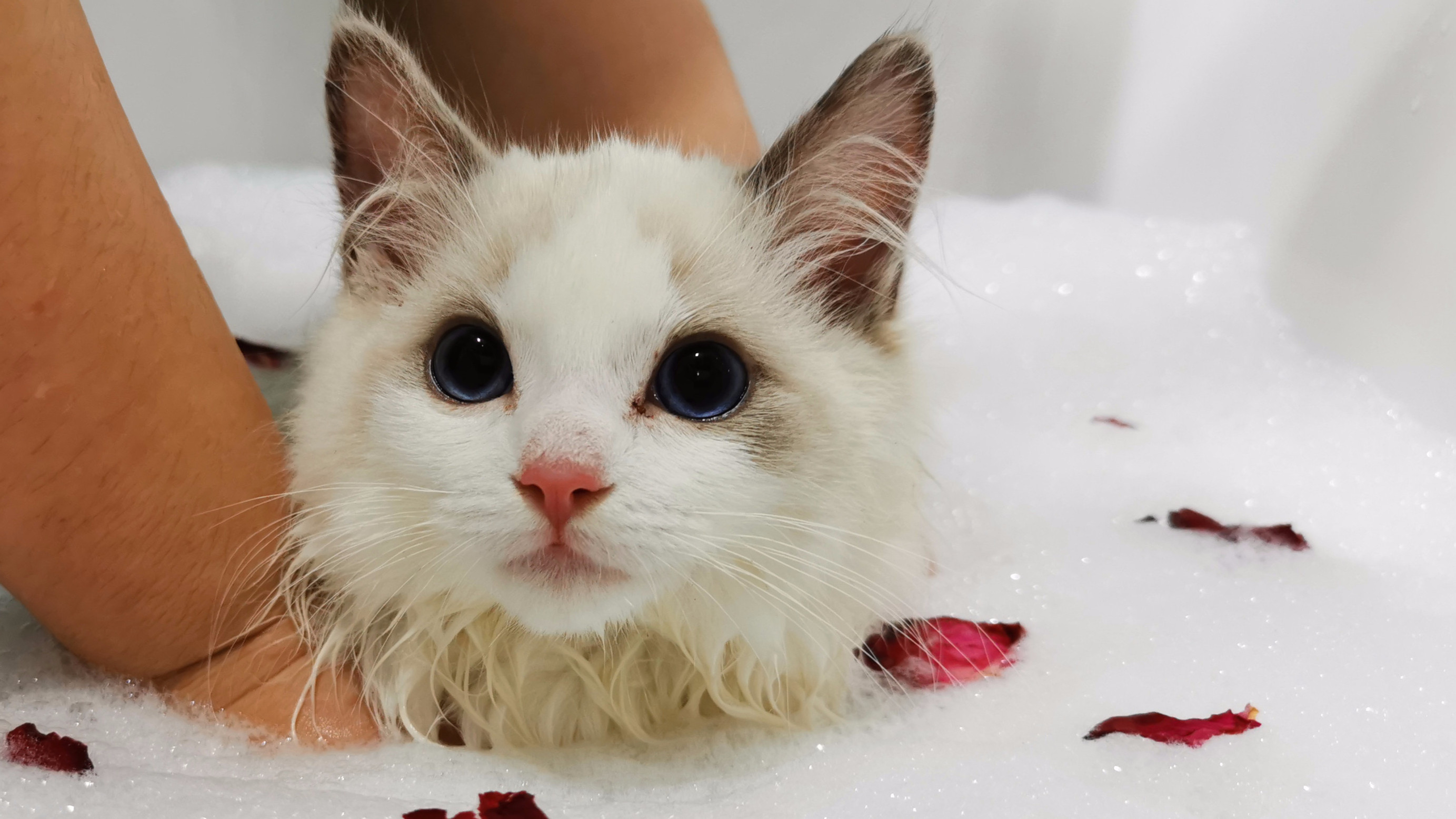 猫咪SPA泡泡浴（限时特惠）