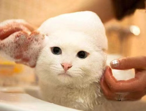 短毛猫精致洗护＋耳部清洁