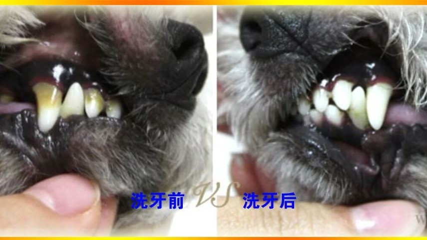宠物牙齿spa护理