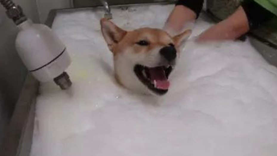 中大型犬洗澡套餐