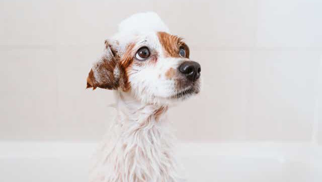 中型犬洗澡  3-10kg