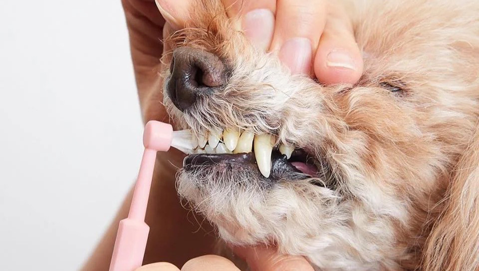 宠物牙齿清洁护理
