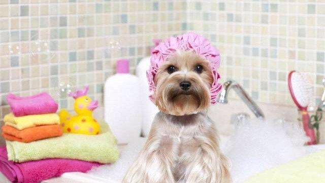 小型犬高级洗澡+免费修下眼睛（5kg以内）