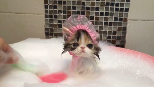 幼猫洗澡SPA泡泡浴