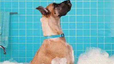 狗狗洗澡 大型犬洗澡免费接送