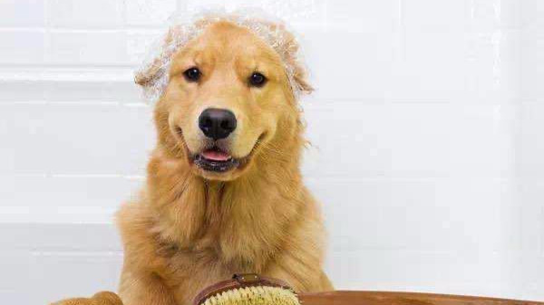【洗澡】大型犬高级洗护（金毛萨摩拉布拉多哈士