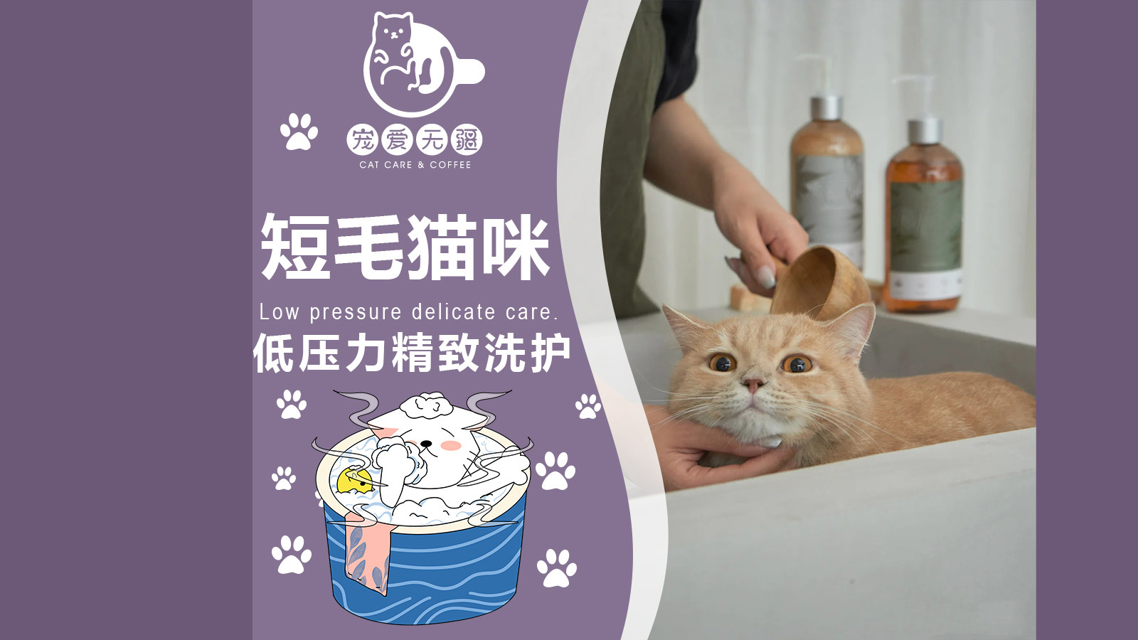 预售｜短毛猫咪低压力精致洗护·不限体重