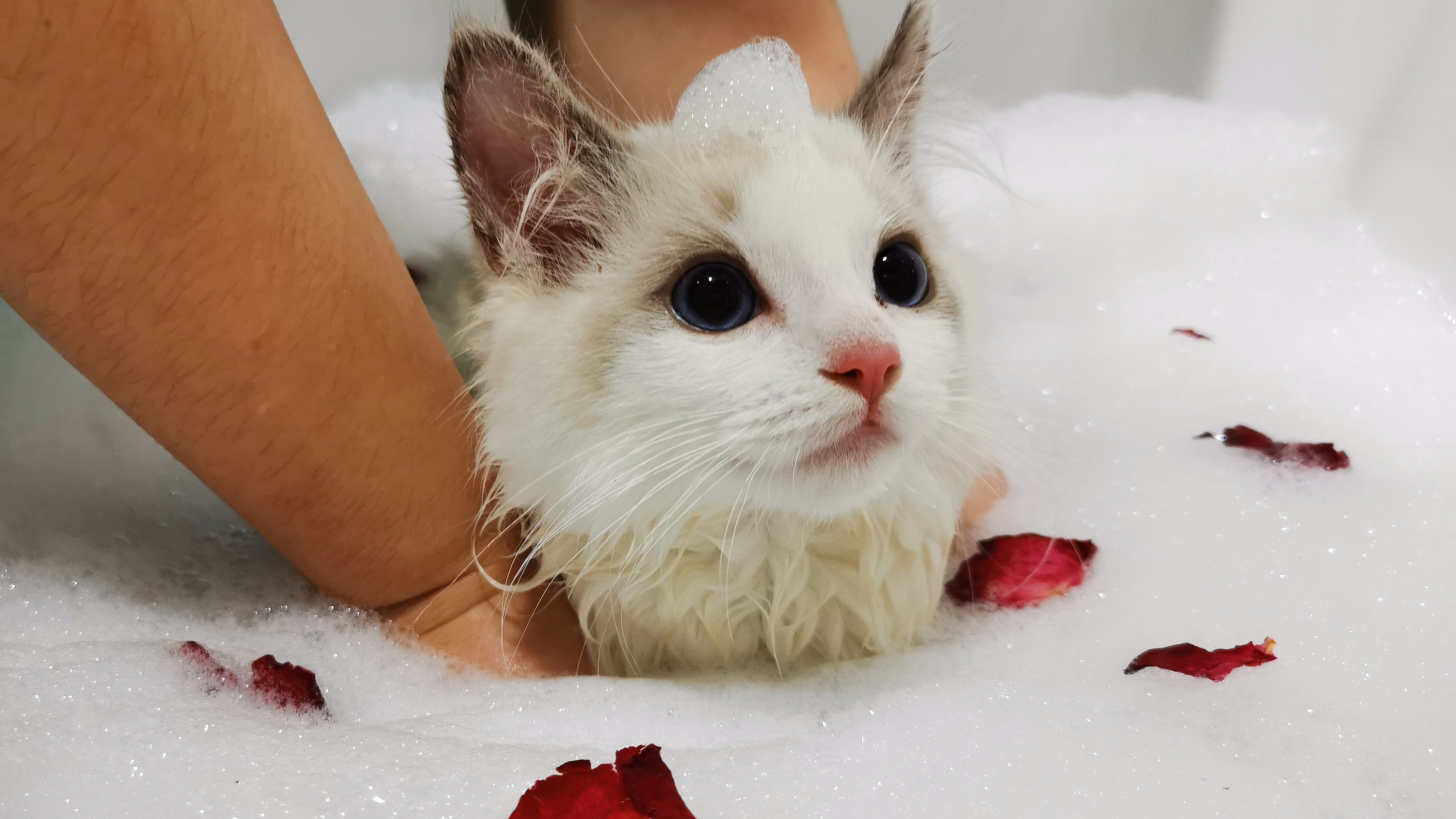 猫咪草本浴