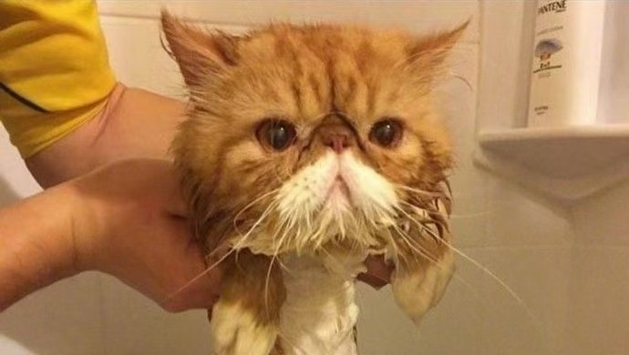 5㎏以下短毛猫洗护加撸猫体验一位