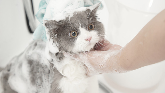 【新客优惠】短毛猫洗澡护理套餐