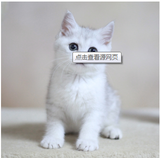 猫咪寄养