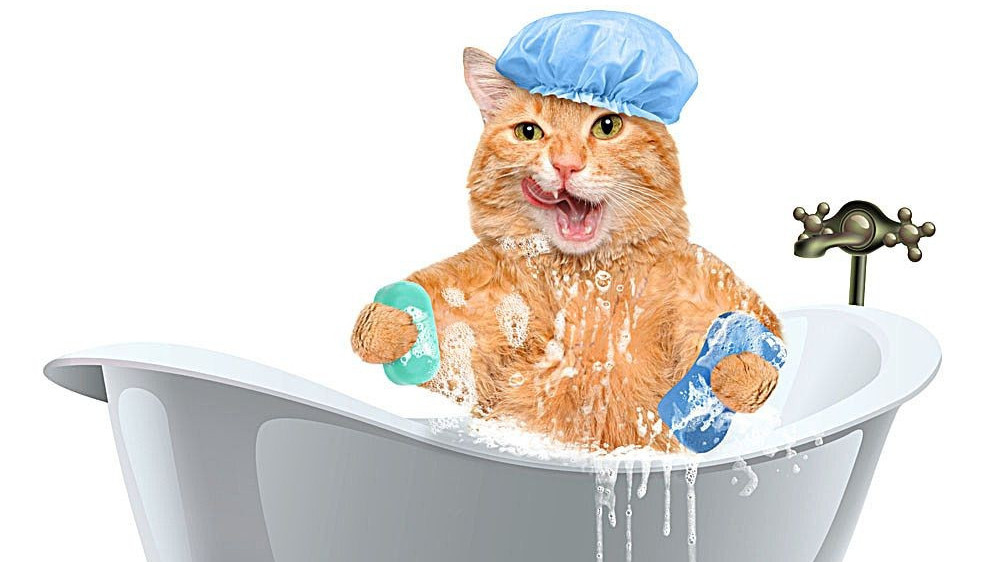 【洗澡】猫咪洗护