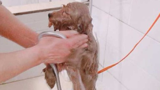 小型犬精致洗护套餐