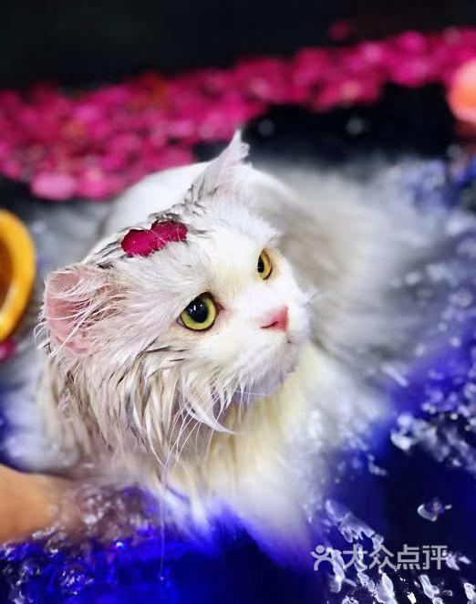 猫咪洗澡美容