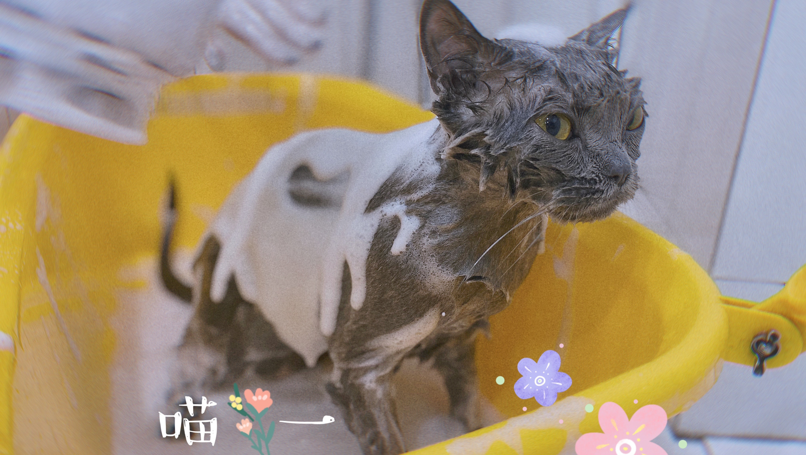 短毛猫精致洗护套餐