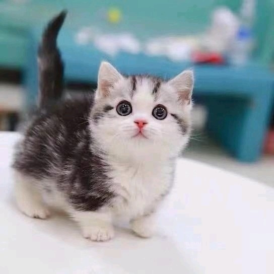 Miss Kitty猫舍 –猫咪售卖