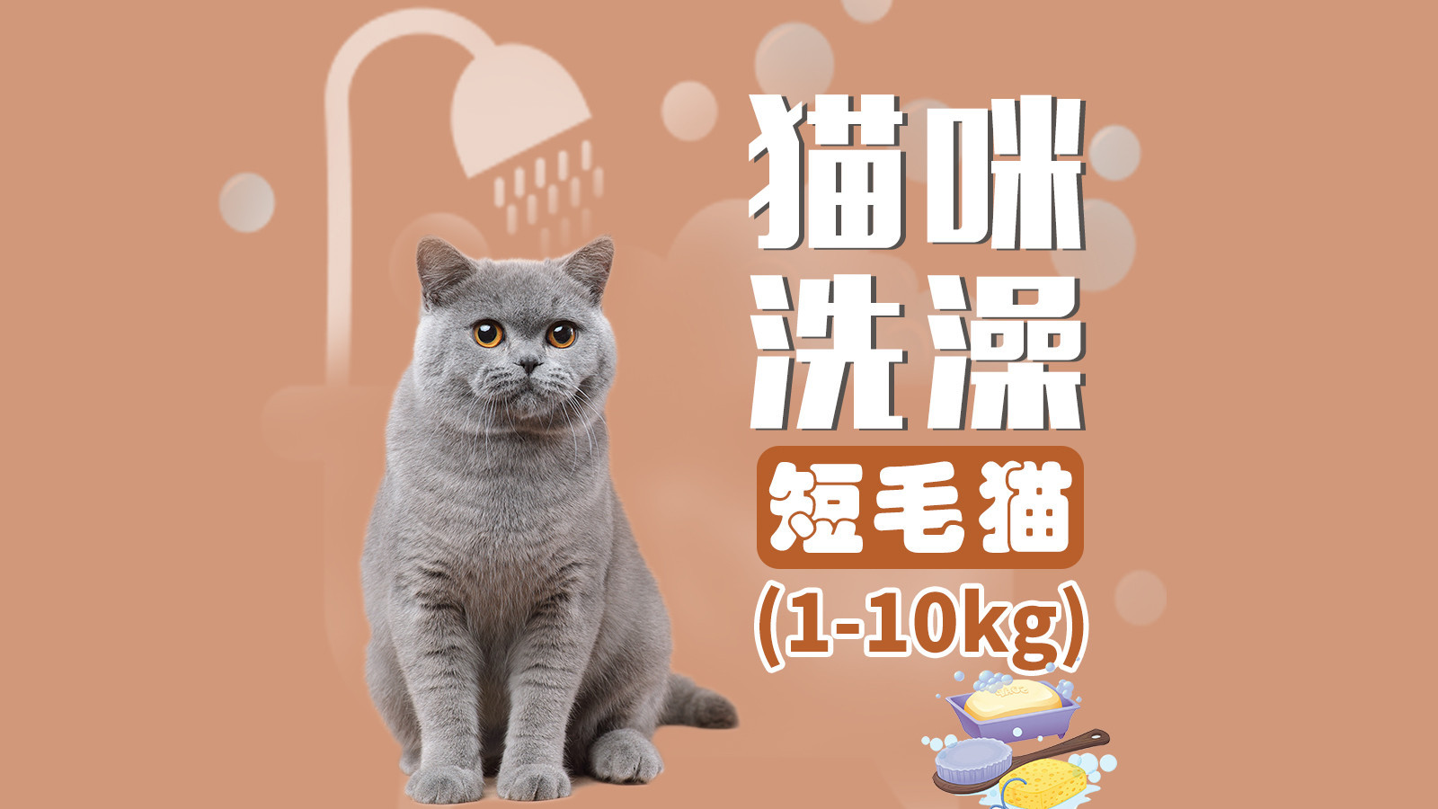 猫咪宠物洗澡秋冬润肤洗护套餐（短毛）