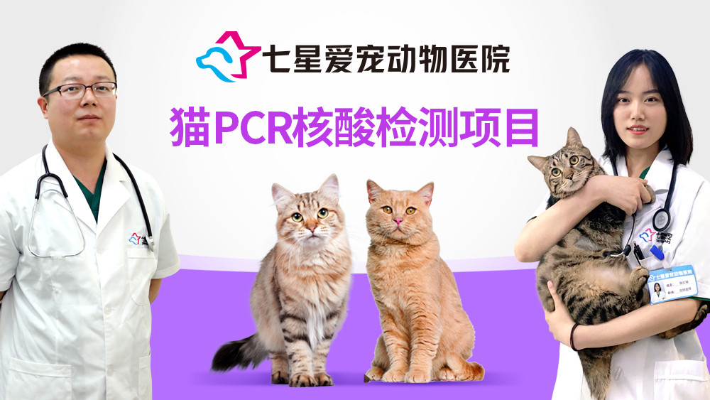 PCR检测猫瘟、猫鼻支、猫传腹三选一