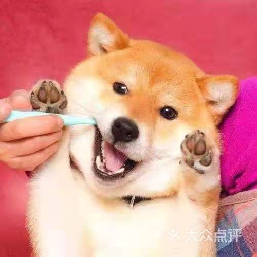 小型犬猫刷牙