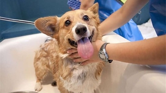 中型犬洗澡1次