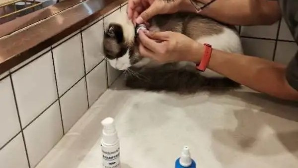 猫咪基础护理（修剪指甲耳道清洁梳毛开结）