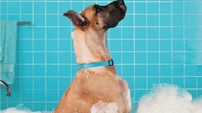 大型犬洗澡1次