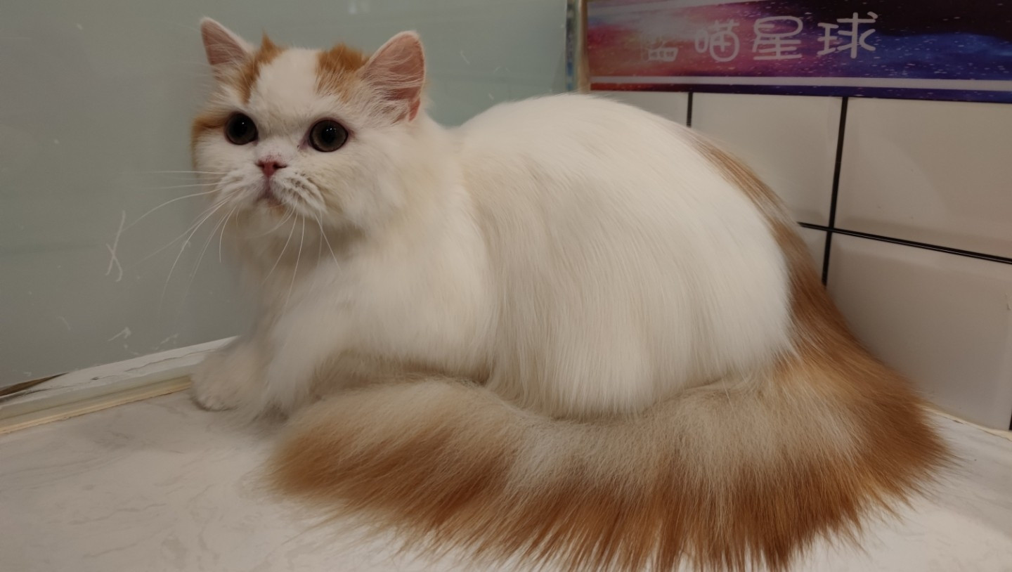 4-8斤猫咪洗护