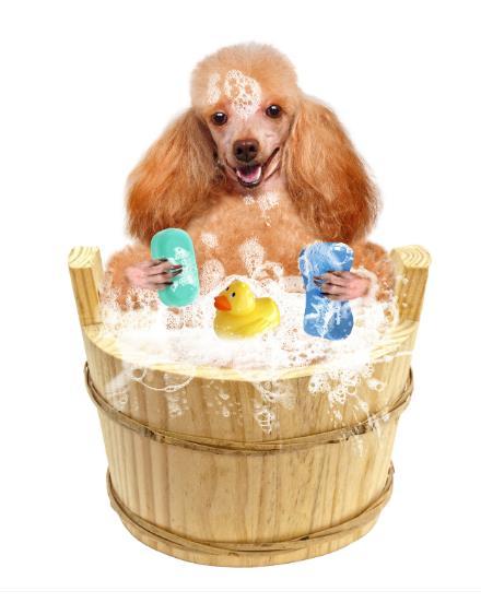 （狗狗洗澡）中型犬深层清洁洗护